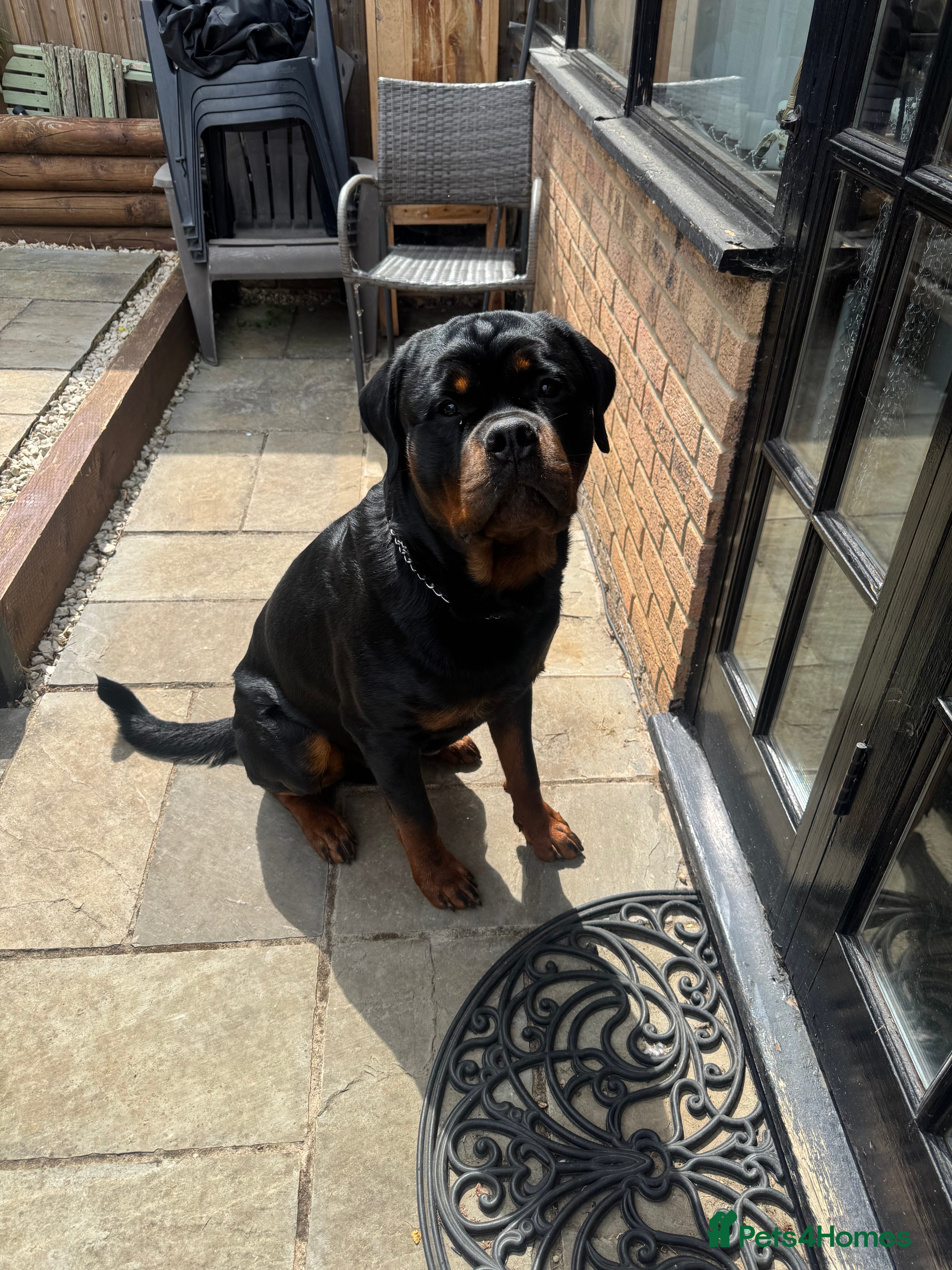 Rottweiler dogs Stud dog available  - Advert 5