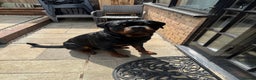 Rottweiler dogs for stud: Stud dog available  - Advert 1