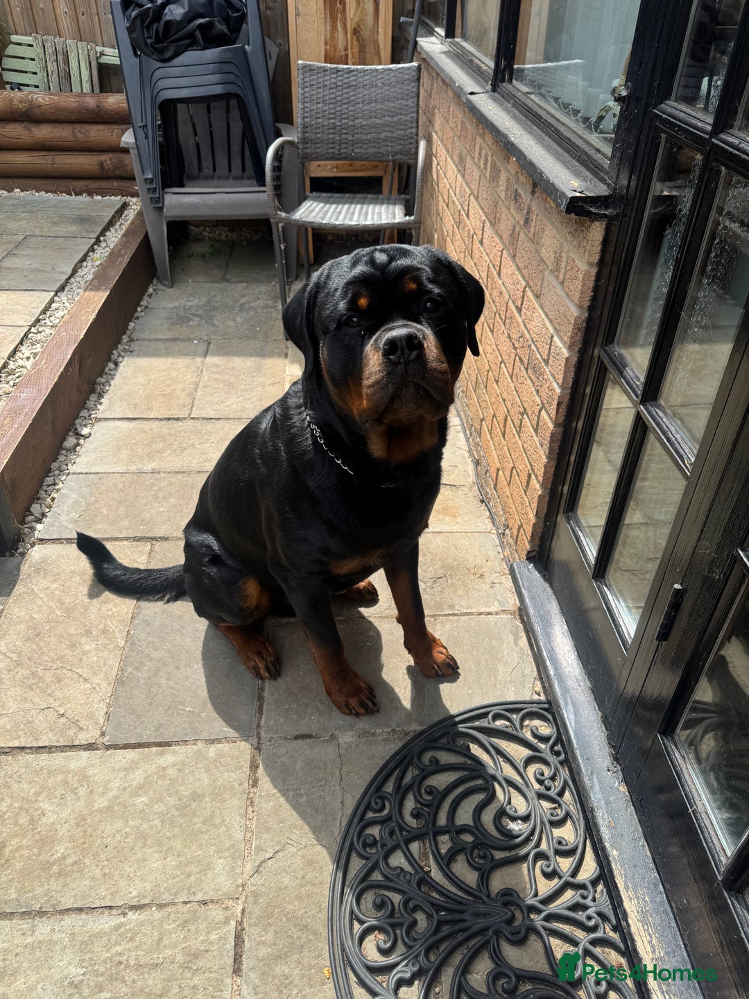 Rottweiler dogs for stud: Stud dog available  - Advert 1