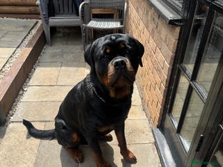 Rottweiler dogs Stud dog available - Advert 10