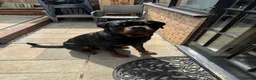 Rottweiler dogs for stud: Stud dog available  - Advert 5