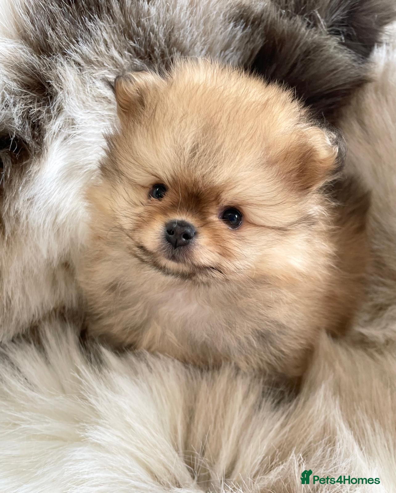 Pomeranian dogs STUNNING KC TINY POMERANIAN PUPPIES  - Advert 11