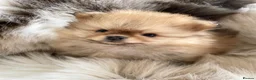 Pomeranian dogs for sale: STUNNING KC TINY POMERANIAN PUPPIES  - Advert 3