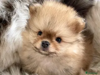 Pomeranian dogs STUNNING KC TINY POMERANIAN PUPPIES - Advert 11