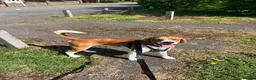 Beagle dogs for sale: Teo wants his forever home - Advert 6