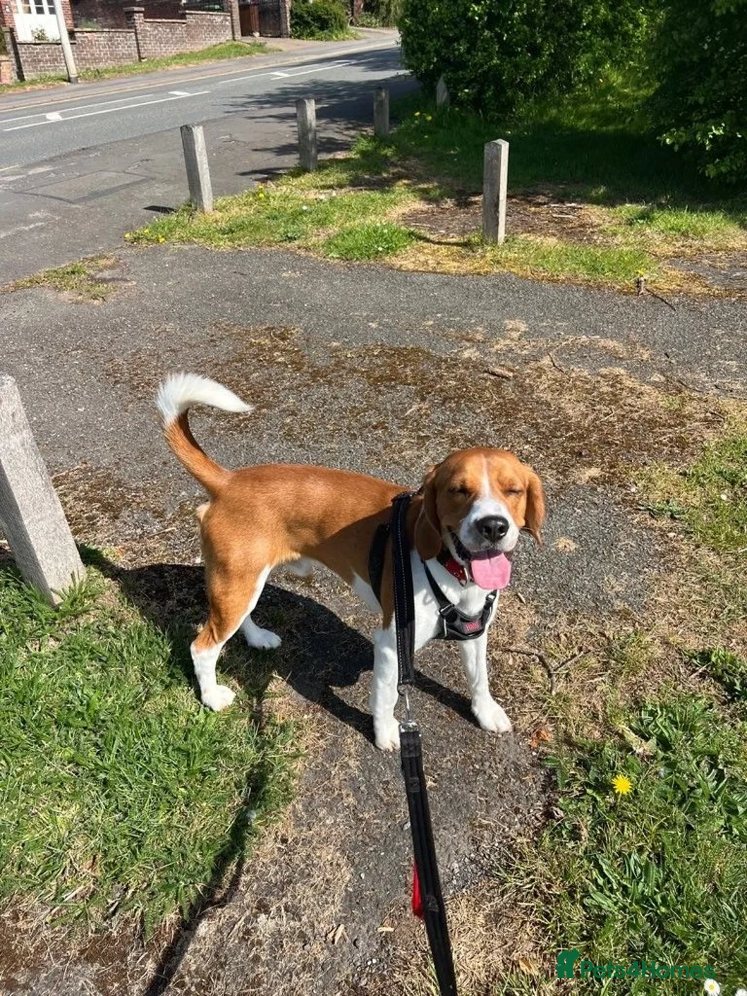 Beagle dogs for sale: Teo wants his forever home - Advert 6