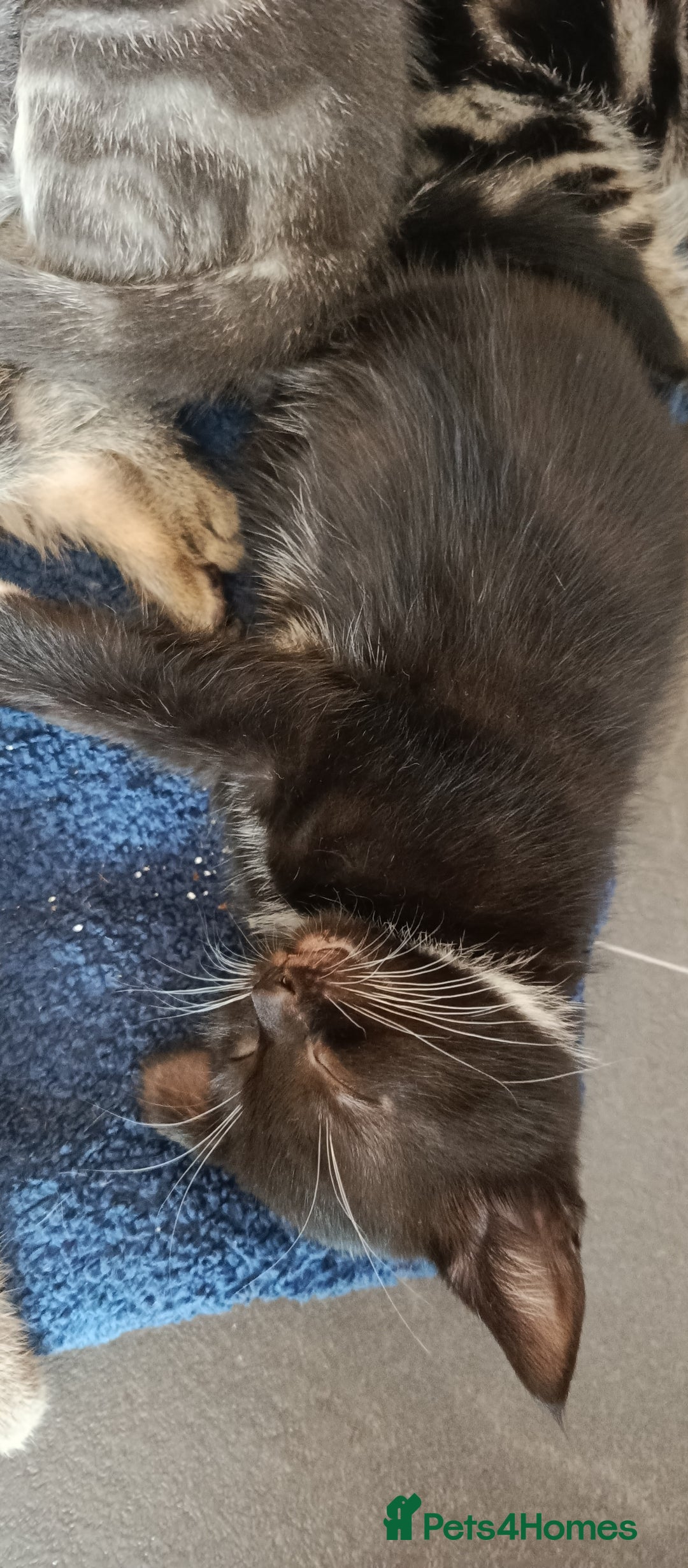 Mixed Breed cats for sale: 3 beautiful kittens looking for their forever home - Image 6