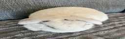 Mini Lop rabbits for sale: Mini lop buck - Advert 5
