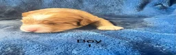 Cockapoo dogs for sale: Gorgeous curly fluffy cockapoo puppies  - Advert 5