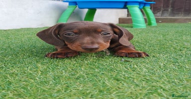 Miniature Dachshund dogs - Advert 9