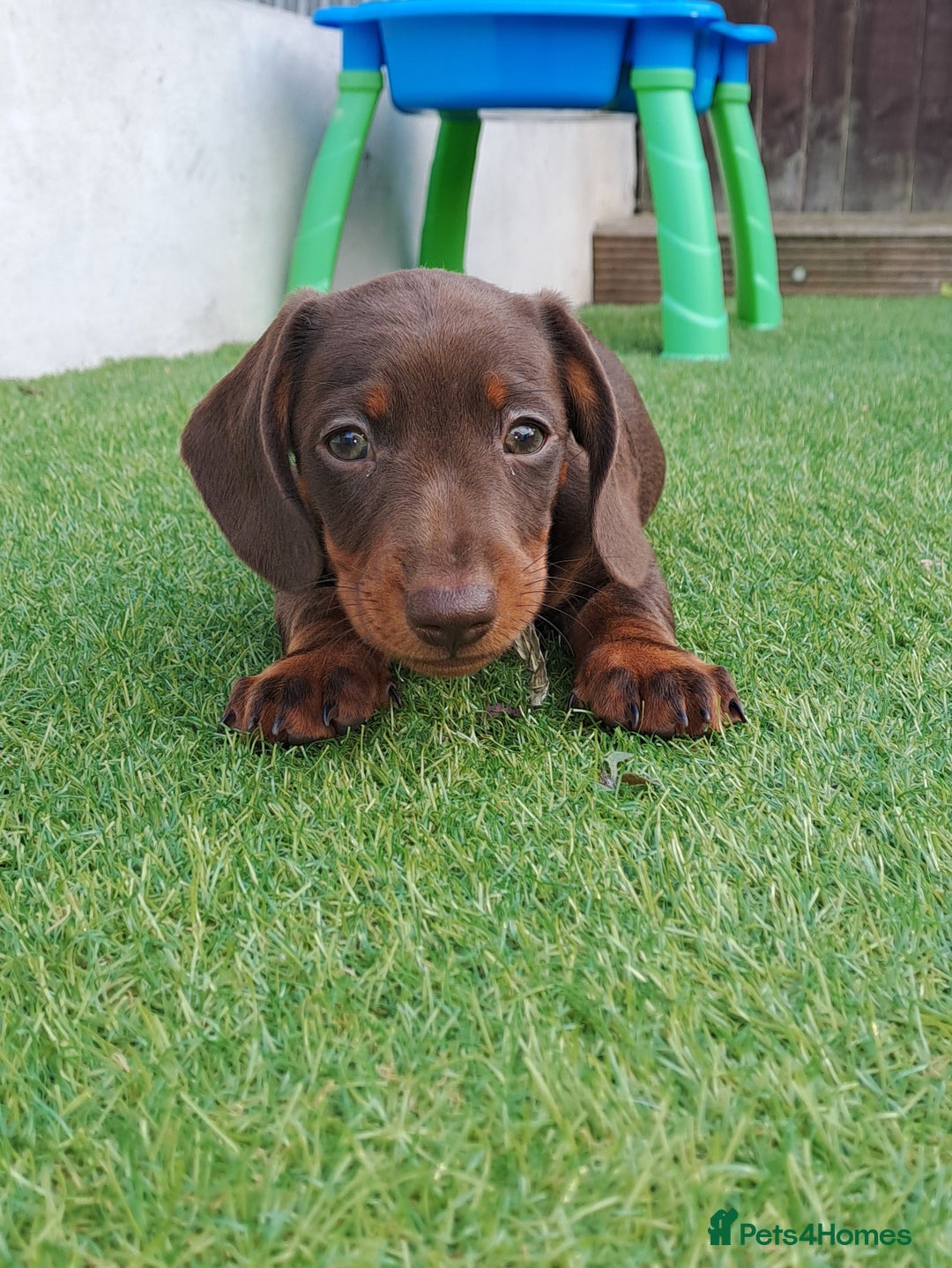 Miniature Dachshund dogs for sale: Miniature dachshund pups - Image 2