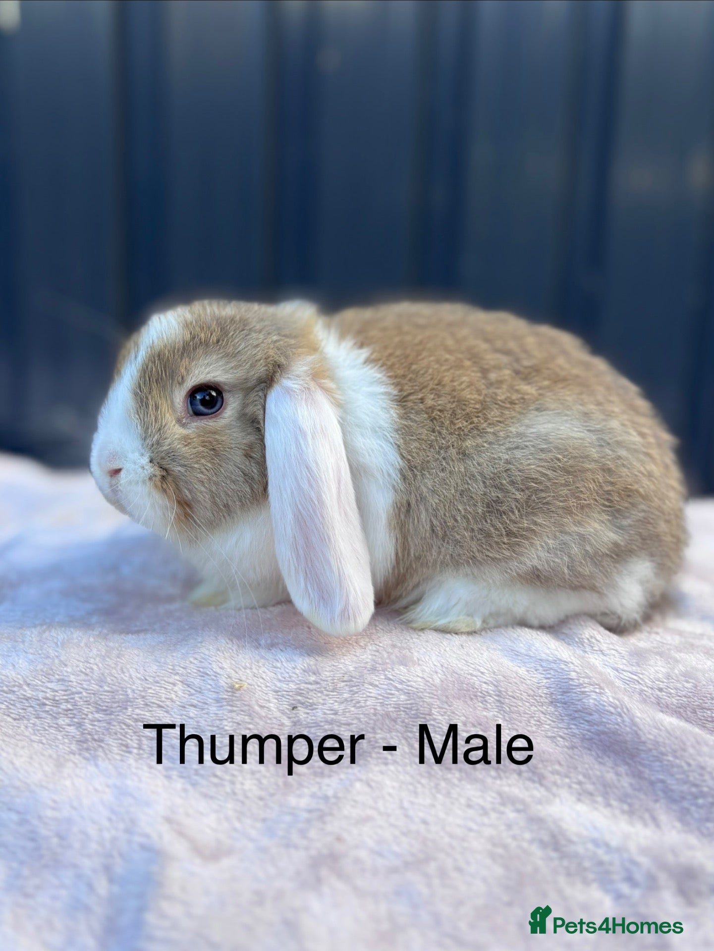 Mini Lop rabbits Mini Lop Baby Bunnies - Ready to leave now - Advert 1