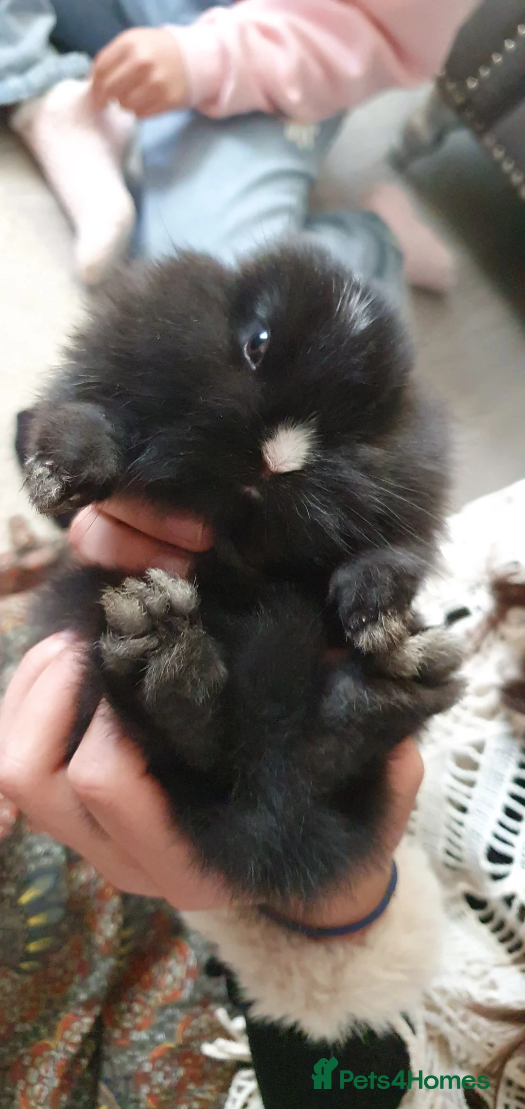 Mixed Breed rabbits for sale: Northandwaf  - Advert 16