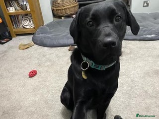 Labrador Retriever dogs Litter of 10 Beautiful black Puppies - Advert 15