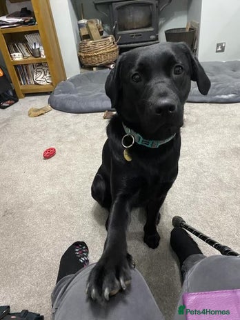 Labrador Retriever dogs Litter of 10 Beautiful black Puppies - Advert 5