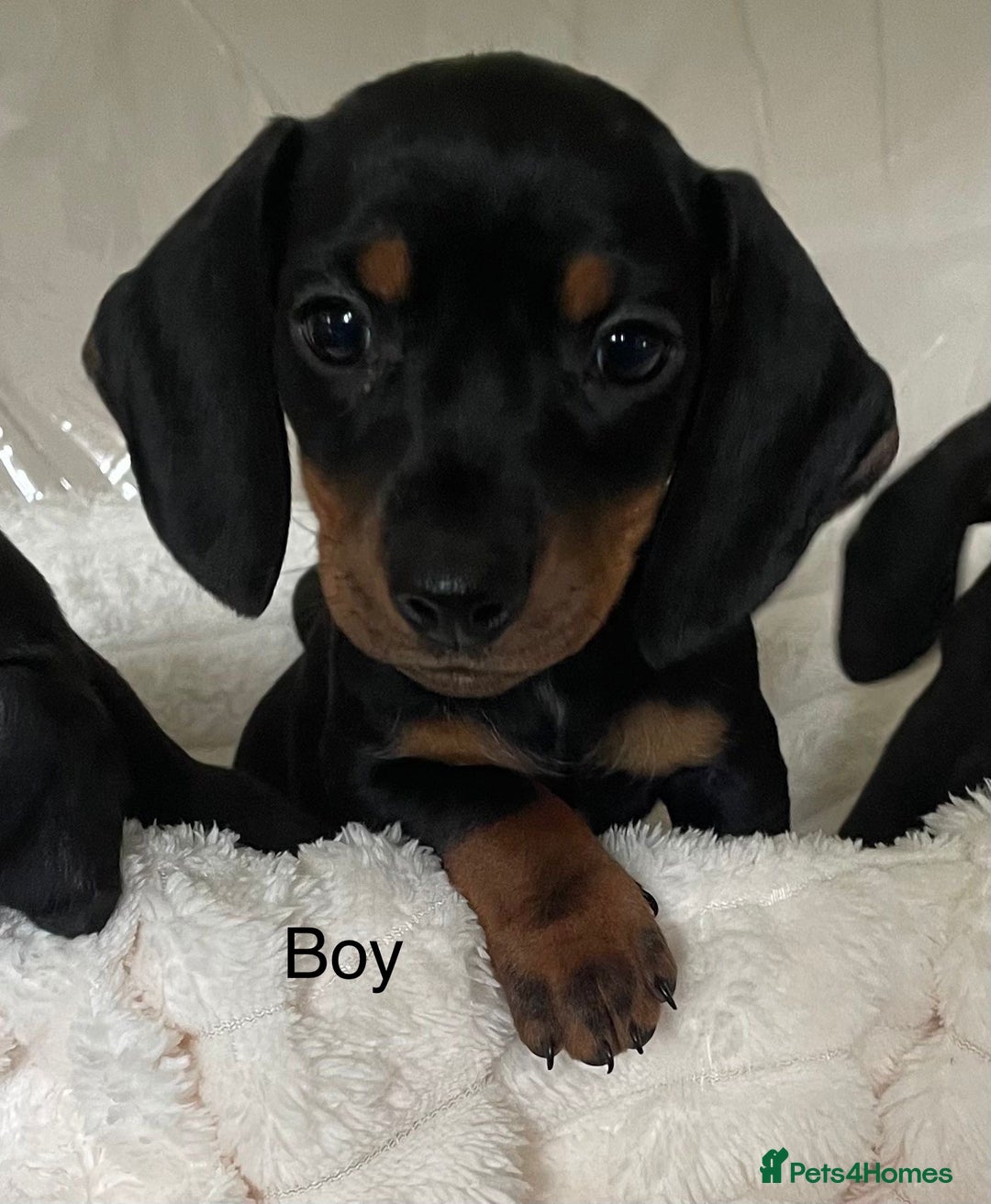 Miniature Dachshund dogs for sale: 💙Miniature dachshund puppies💝 - Image 7