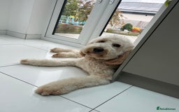 Mixed Breed dogs for sale: 🐾 🧸 *Ready Saturday* Beautiful Doodles 💕🐾 - Image 33