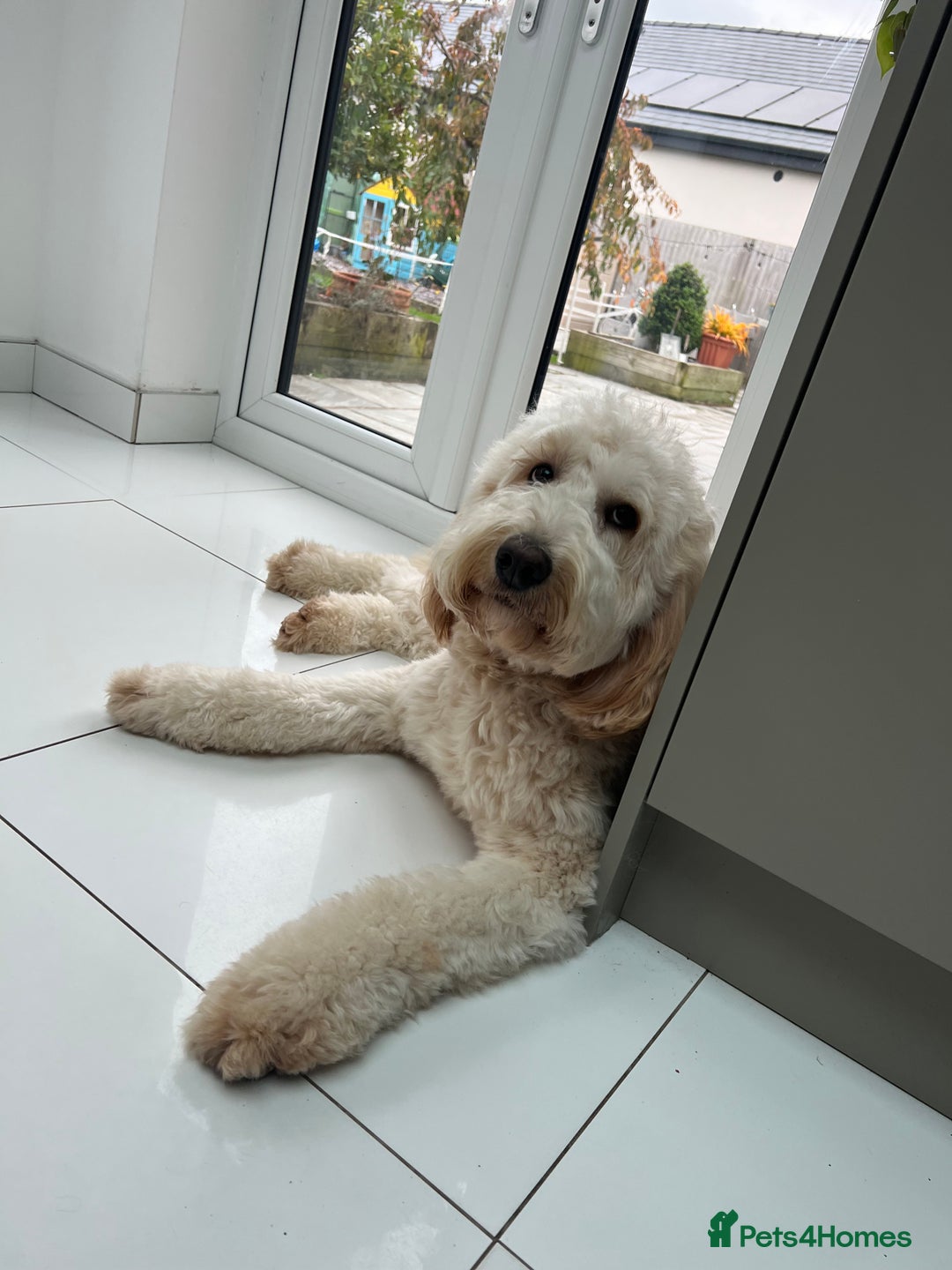 Mixed Breed dogs for sale: 🐾 🧸 *Ready Saturday* Beautiful Doodles 💕🐾 - Image 33
