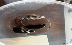 Mouse rodents for sale: Little Mices  - Image 9