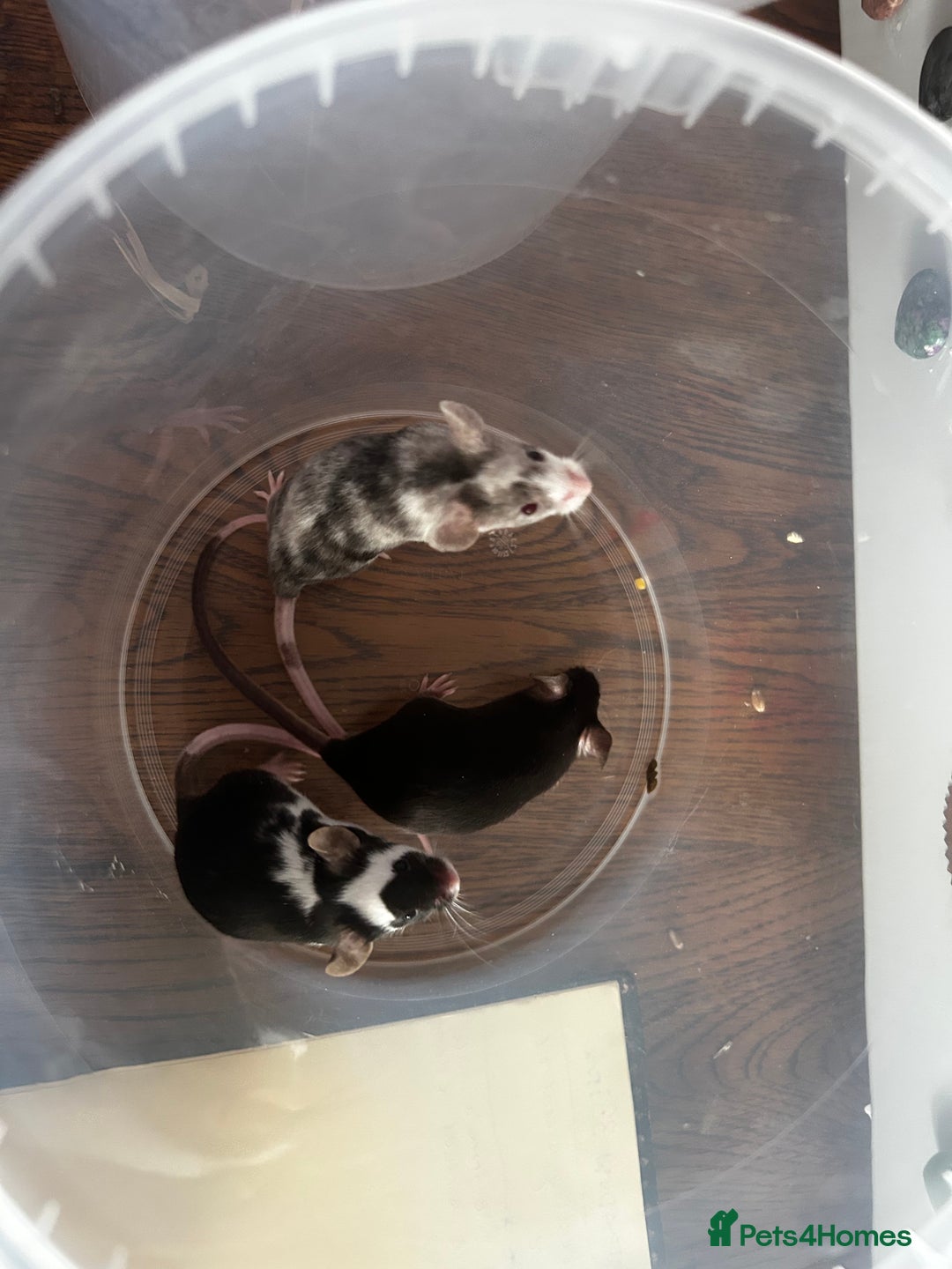 Mouse rodents for sale: Little Mices  - Image 9