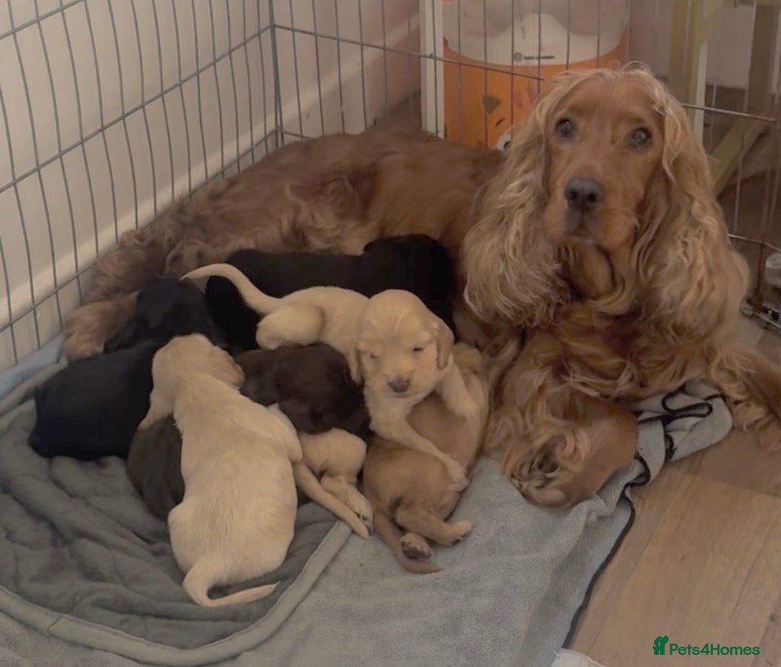 Cocker Spaniel dogs beautiful litter of chunky show cockerspaniel pups - Advert 1