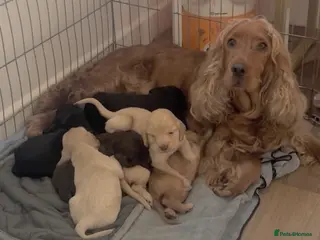 Cocker Spaniel dogs beautiful litter of chunky show cockerspaniel pups - Advert 2