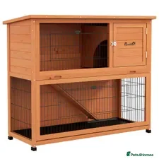 Mini Lop rabbits 2 x mini lops - Advert 1