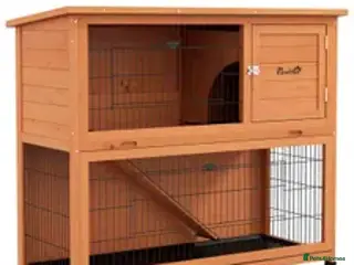 Mini Lop rabbits 2 x mini lops - Advert 18