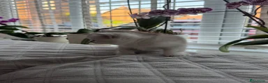 British Shorthair 2