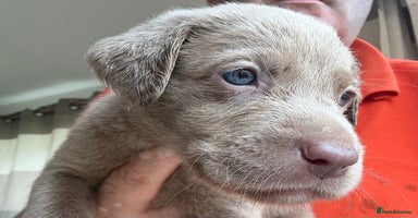 Labrador Retriever dogs - Advert 7