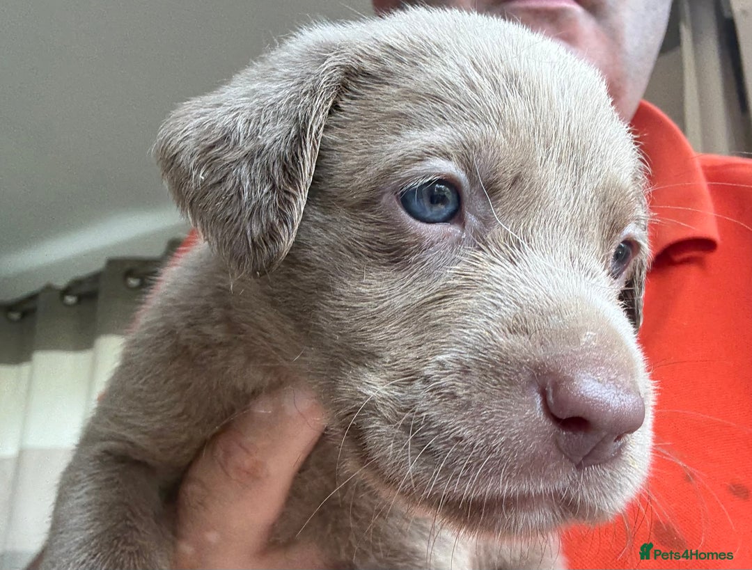 Labrador Retriever dogs for sale: Outstanding KC Registered Silver Labrador Puppies - Image 2