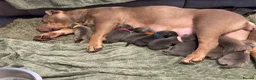 Mixed Breed dogs for sale: Bull pei puppys - Advert 1