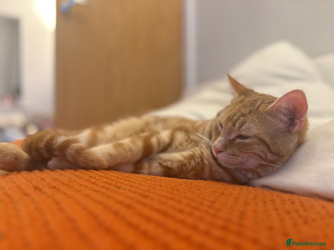 Mixed Breed cats for sale: Jasper  - Advert 4