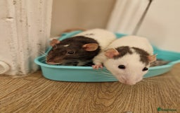 Rat rodents for sale: 2 lovely female rats - Image 1