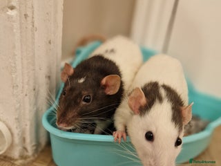 Rat rodents - Advert 1