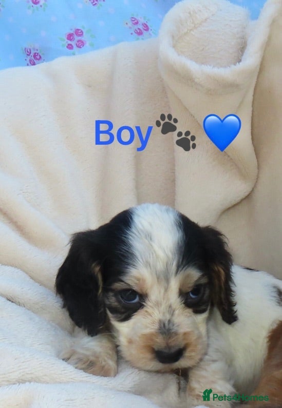 Cocker Spaniel dogs Cocker Spaniel Puppies🐾🐶 - Advert 2