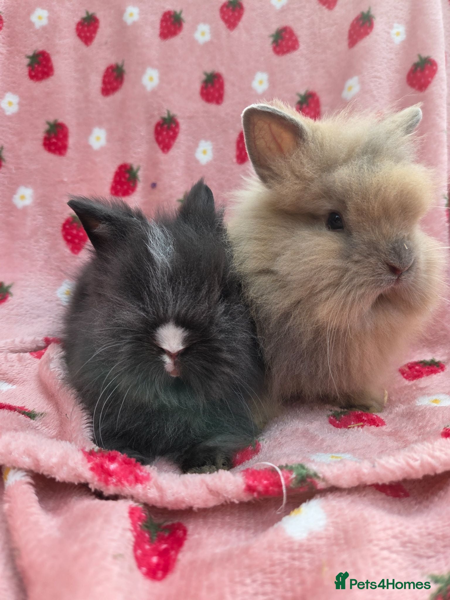 Lionhead rabbits Fluffy Teddy lion head x Angora ☆10weeks ready now - Advert 2