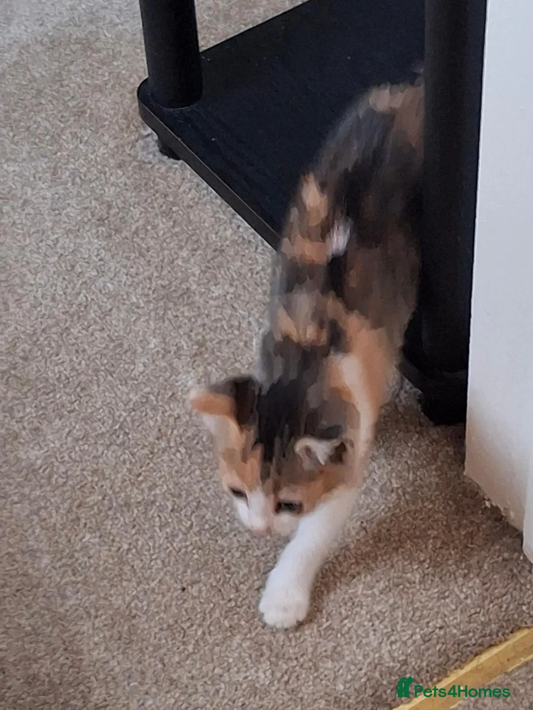 Mixed Breed cats for sale: Female kittens  - Advert 2