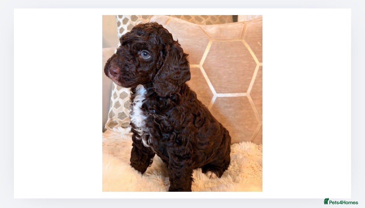 Labradoodle dogs ** RARE CHOCOLATE PARTI F1B LABRADOODLE GIRL ** - Advert 1