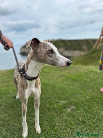 Whippet dogs in Alfreton - Advert 1