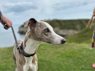 Whippet dogs Proven Pedigree racing whippet stud - Advert 2