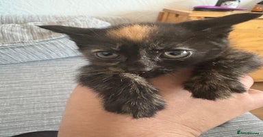Mixed Breed cats - Advert 3