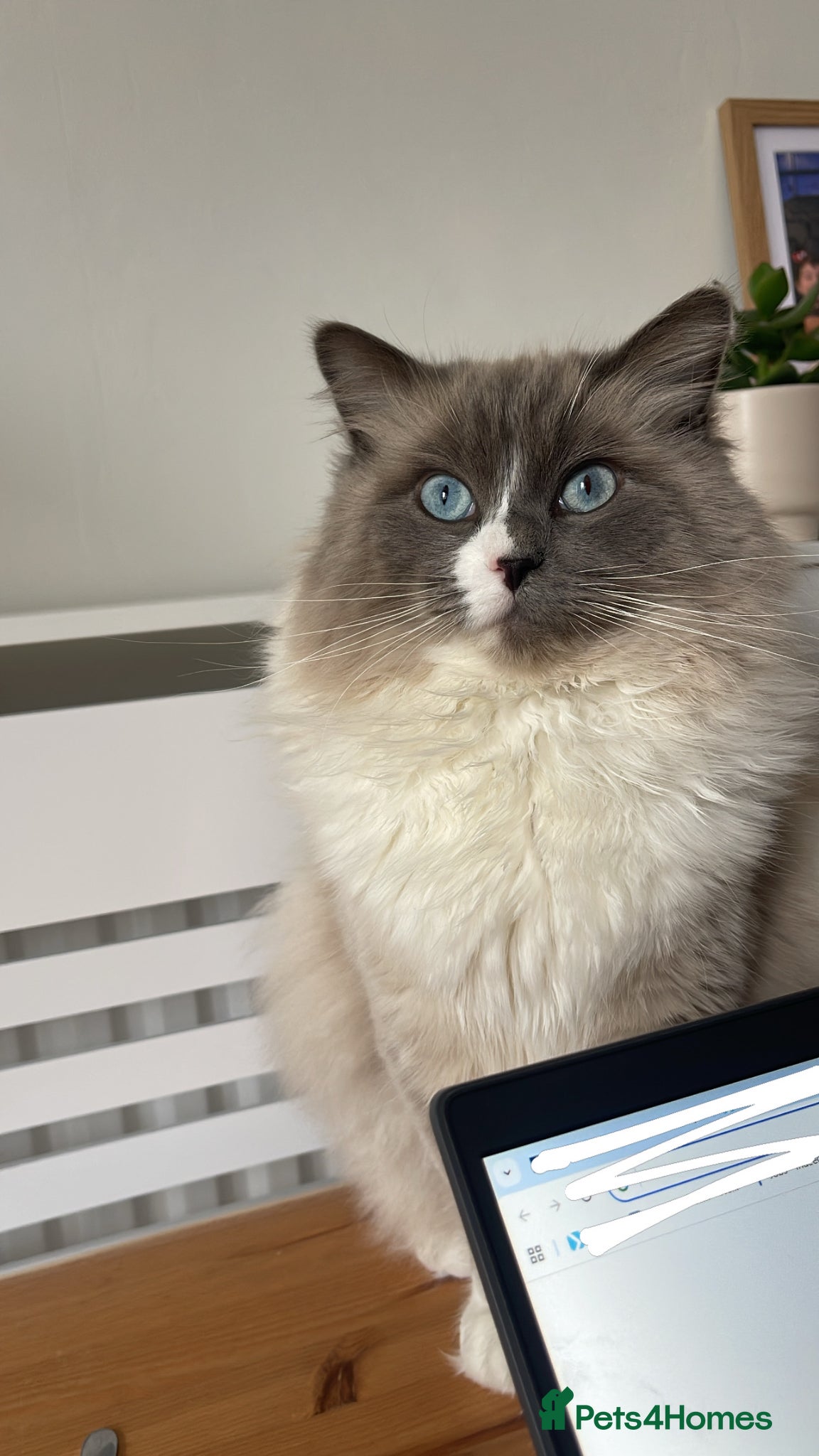 Ragdoll cats Male Neutered Ragdoll 1 year old  - Advert 2