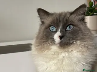 Ragdoll cats Male Neutered Ragdoll 1 year old - Advert 1