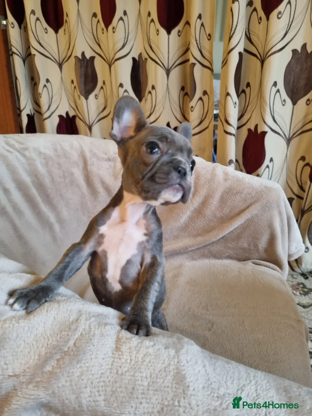 French Bulldog dogs for sale: French Bulldog Puppies - Advert 11