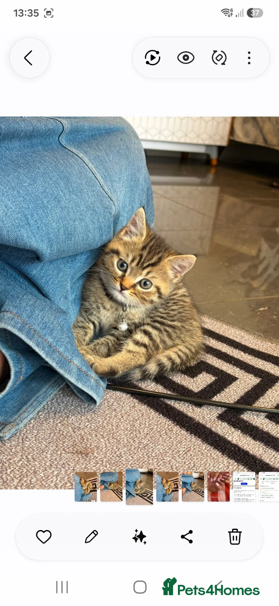 British Shorthair cats for sale: Beautiful British shorthair kitten for sale in Aylesbury - Advert 1