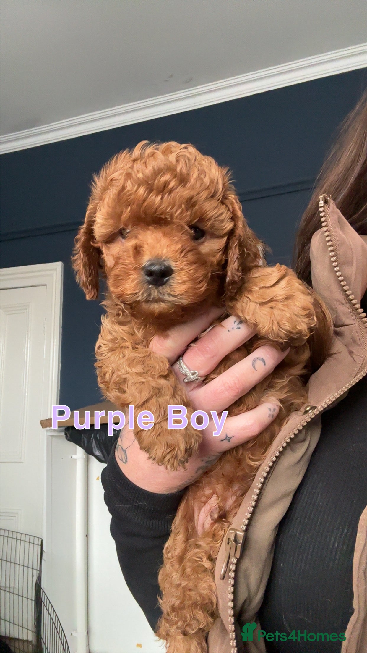 Cavapoo dogs 🐶4 BOYS REDUCED Toy Cavapoos (Health Tested)🐶 - Advert 18