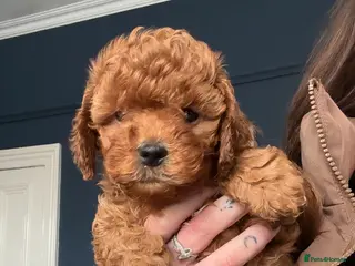 Cavapoo dogs 🐶4 BOYS REDUCED Toy Cavapoos (Health Tested)🐶 - Advert 18