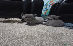 British Shorthair cats for sale: British short hair kittens - Image 8