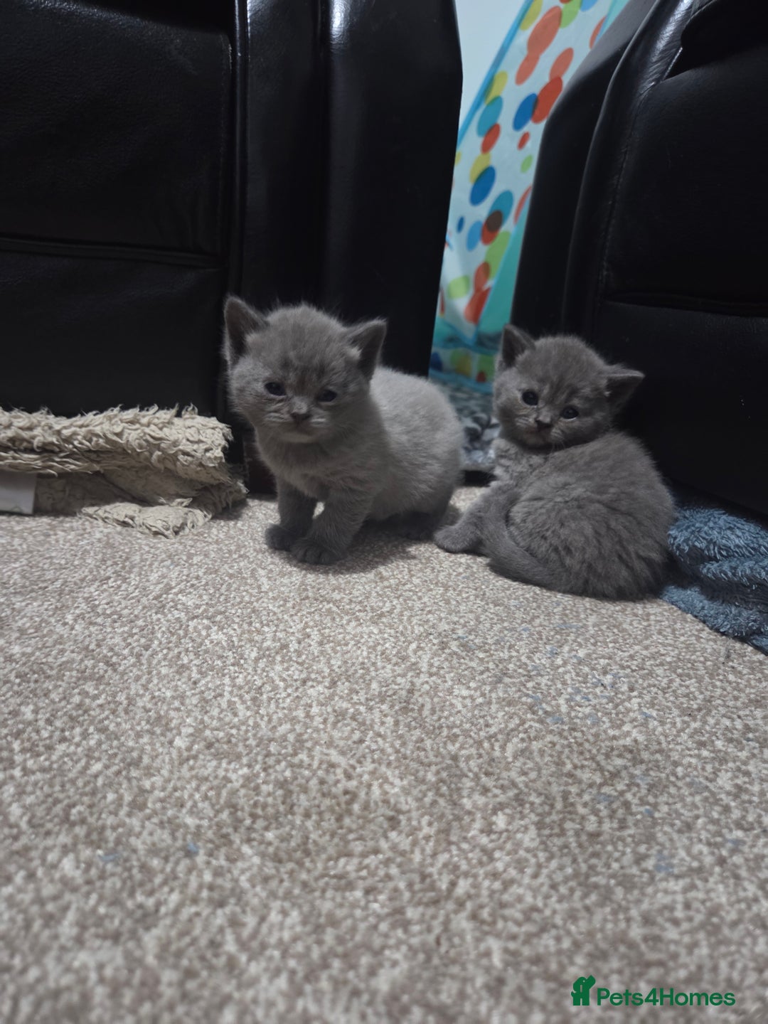 British Shorthair cats for sale: British short hair kittens - Image 8